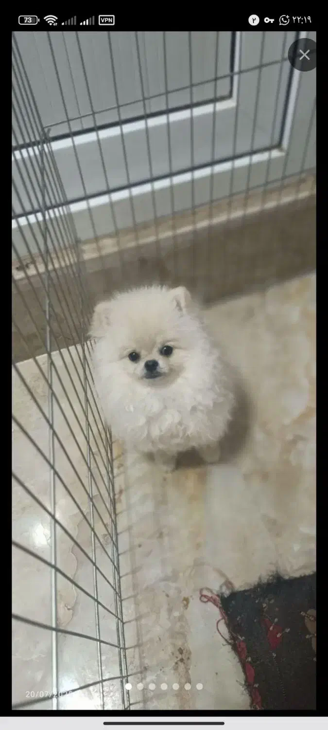 سگ پامر خرسی|سگ|پرند, فاز ۵|دیوار