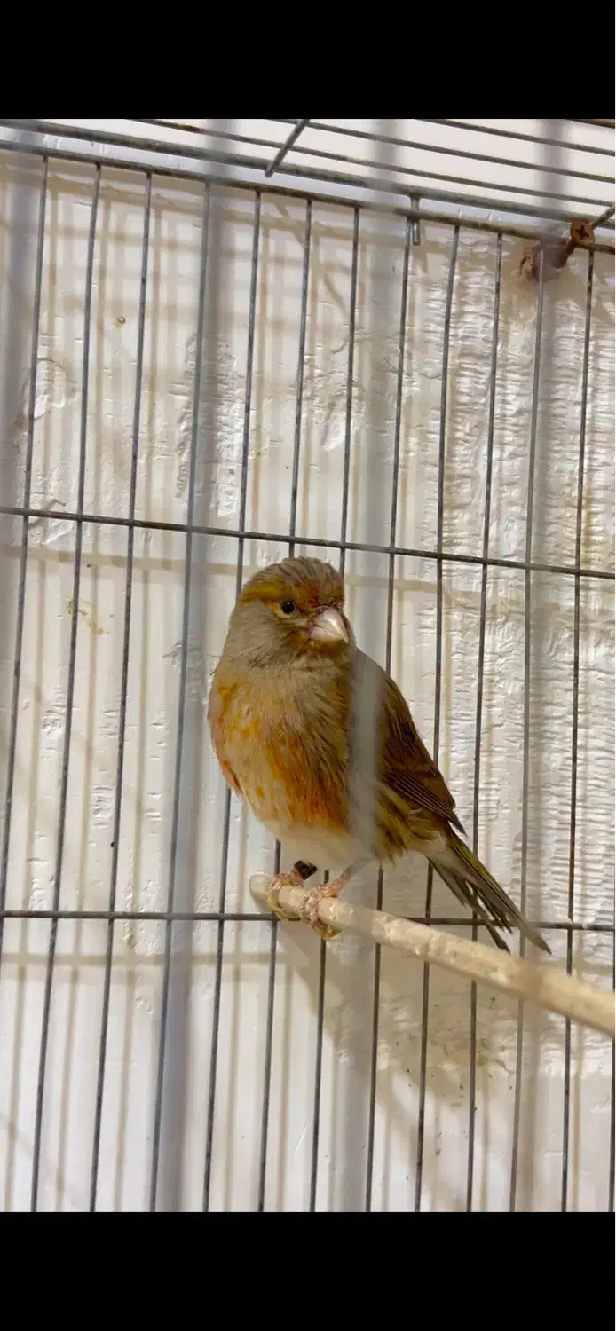 ماده نگرو|پرنده|رشت, استقامت ۱|دیوار