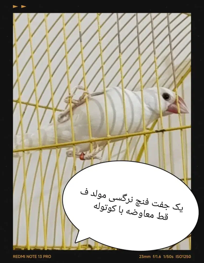 فنچ نرگسی|پرنده|مرودشت, تخت جمشید|دیوار