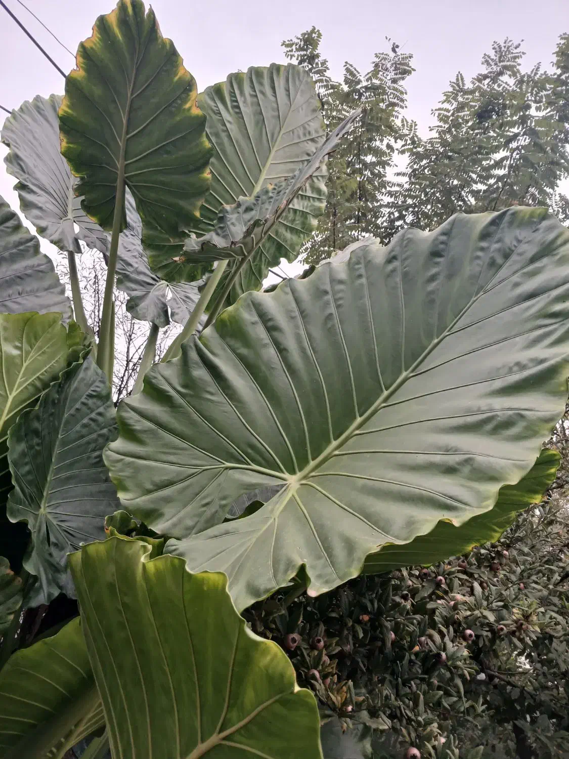 گل باباآدم|گل و گیاه طبیعی|آستانه اشرفیه, |دیوار