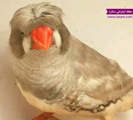 فنچ کاکلی|پرنده|مسجد سلیمان, |دیوار