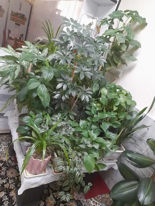 گل طبیعی|گل و گیاه طبیعی|بروجرد, |دیوار