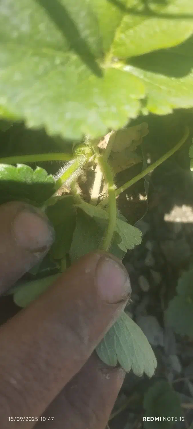 توت فرنگی گلدانی رقم پاروس|خدمات باغبانی و درختکاری|سنندج, |دیوار