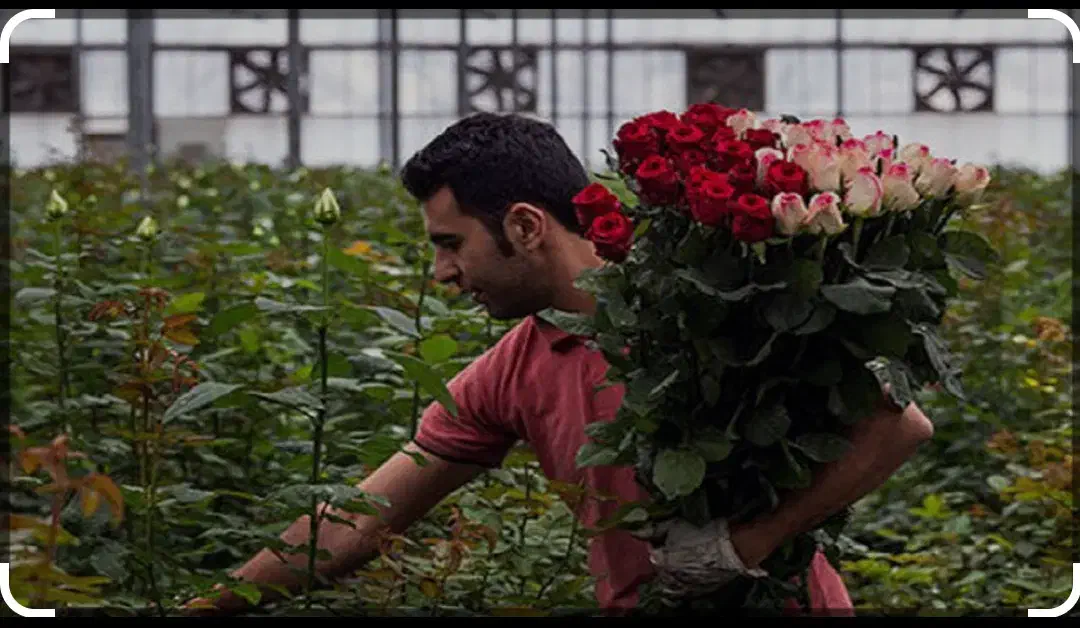 استخدام گلخانه گل رز|استخدام صنعتی، فنی، مهندسی|لالجین, |دیوار