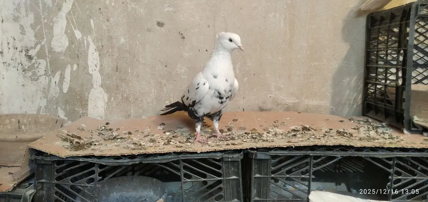 کبوتر ماده دم سیاه|پرنده|روانسر, |دیوار