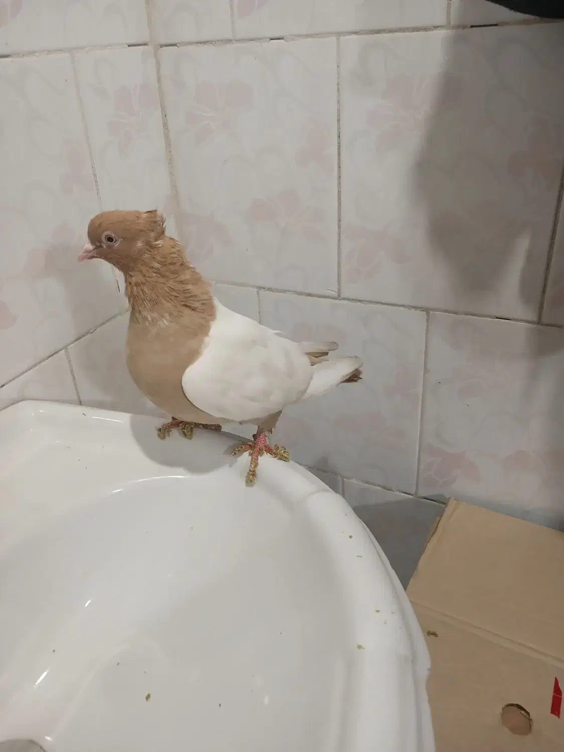 سینه زرد کله زرد ملاثانی|پرنده|اهواز, کیانپارس |دیوار