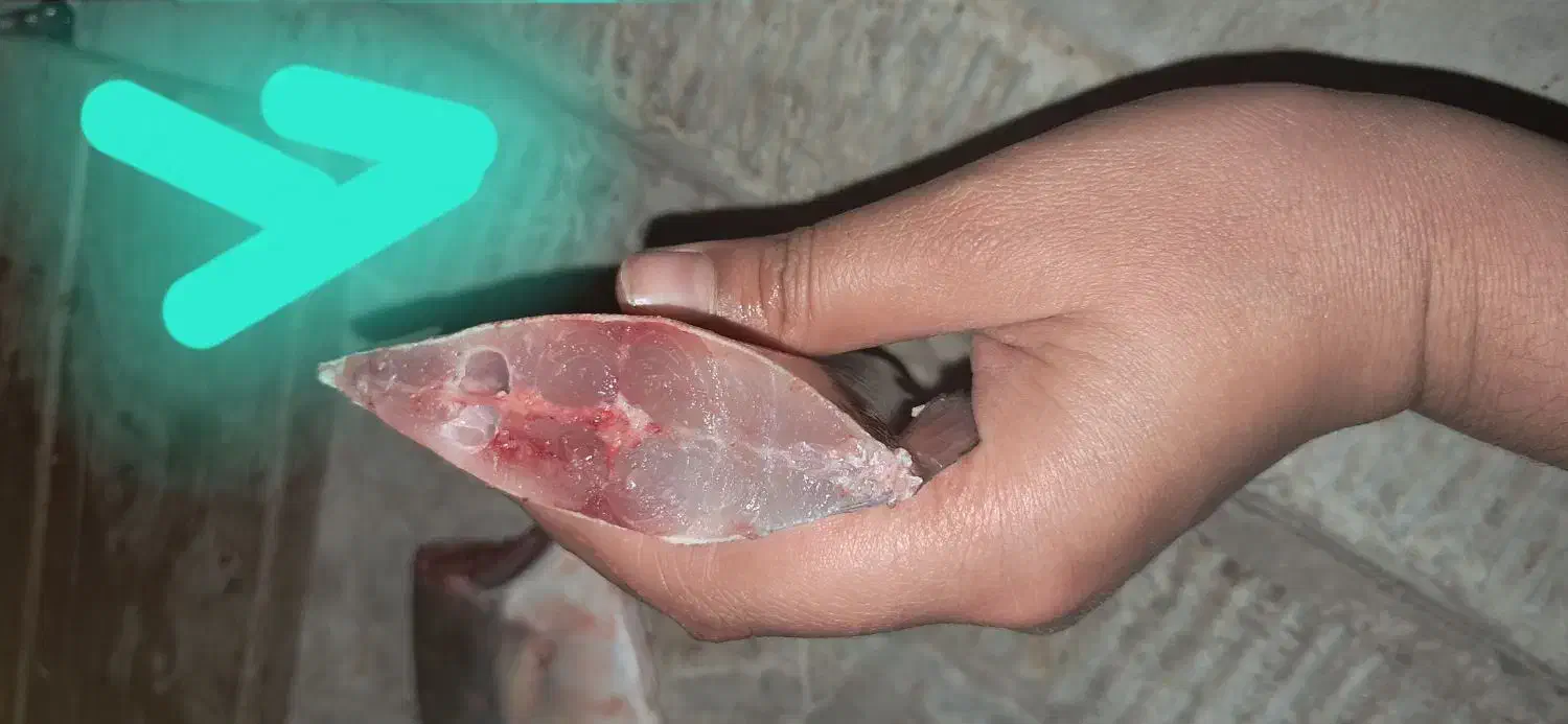 حراج حراج ماهی دریا|ماهی|دوگنبدان, |دیوار