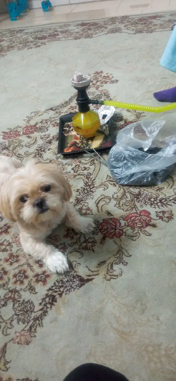 سگ .جفتگیری|سگ|مشهد, الهیه|دیوار