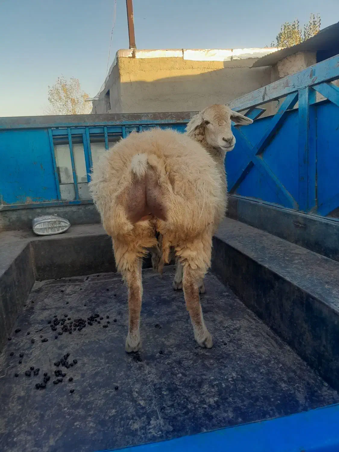 گوسفند ‌شیشک ‌اصل‌مغان‌|حیوانات مزرعه|ارشق, |دیوار