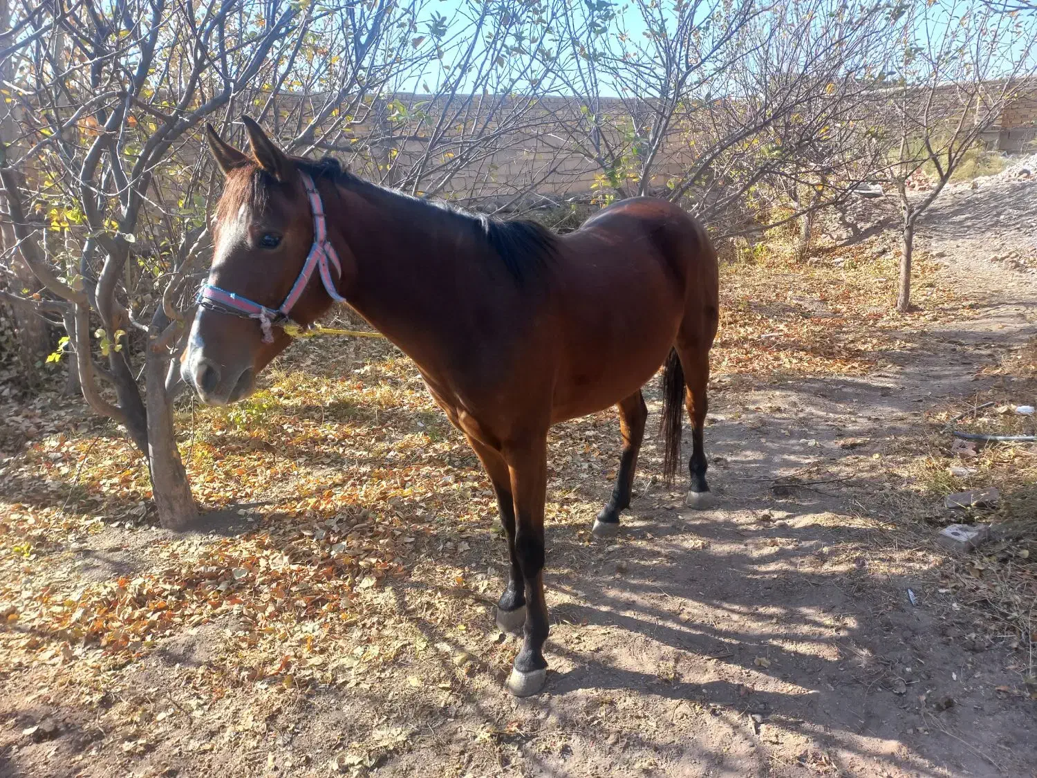 اسب مادیان|اسب و تجهیزات اسب‌سواری|سراب, |دیوار