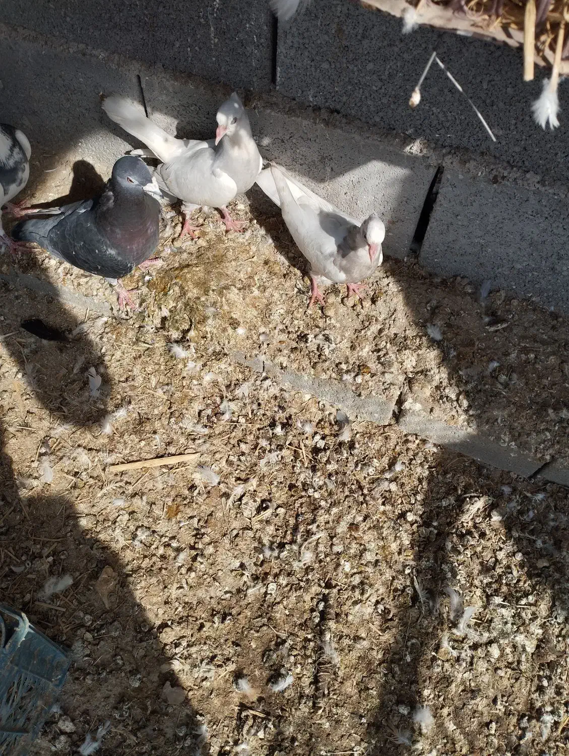 کفتر طوقی|پرنده|بندرعباس, |دیوار