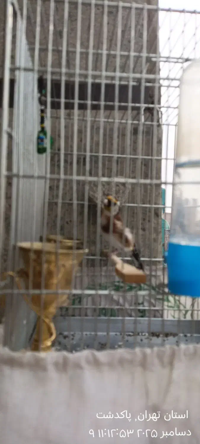 سهره|پرنده|پاکدشت, پاکدشت (مامازند)|دیوار