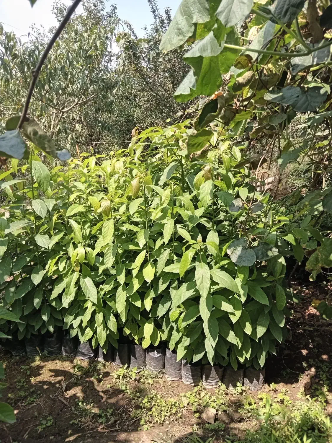 فر ش نهال آووکادو|خدمات باغبانی و درختکاری|رحیم‌آباد, |دیوار