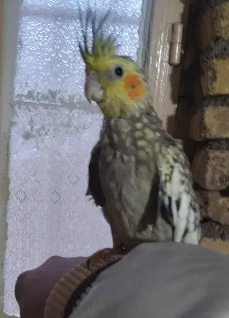 عروس هلندی|پرنده|مشهد, فرخد|دیوار