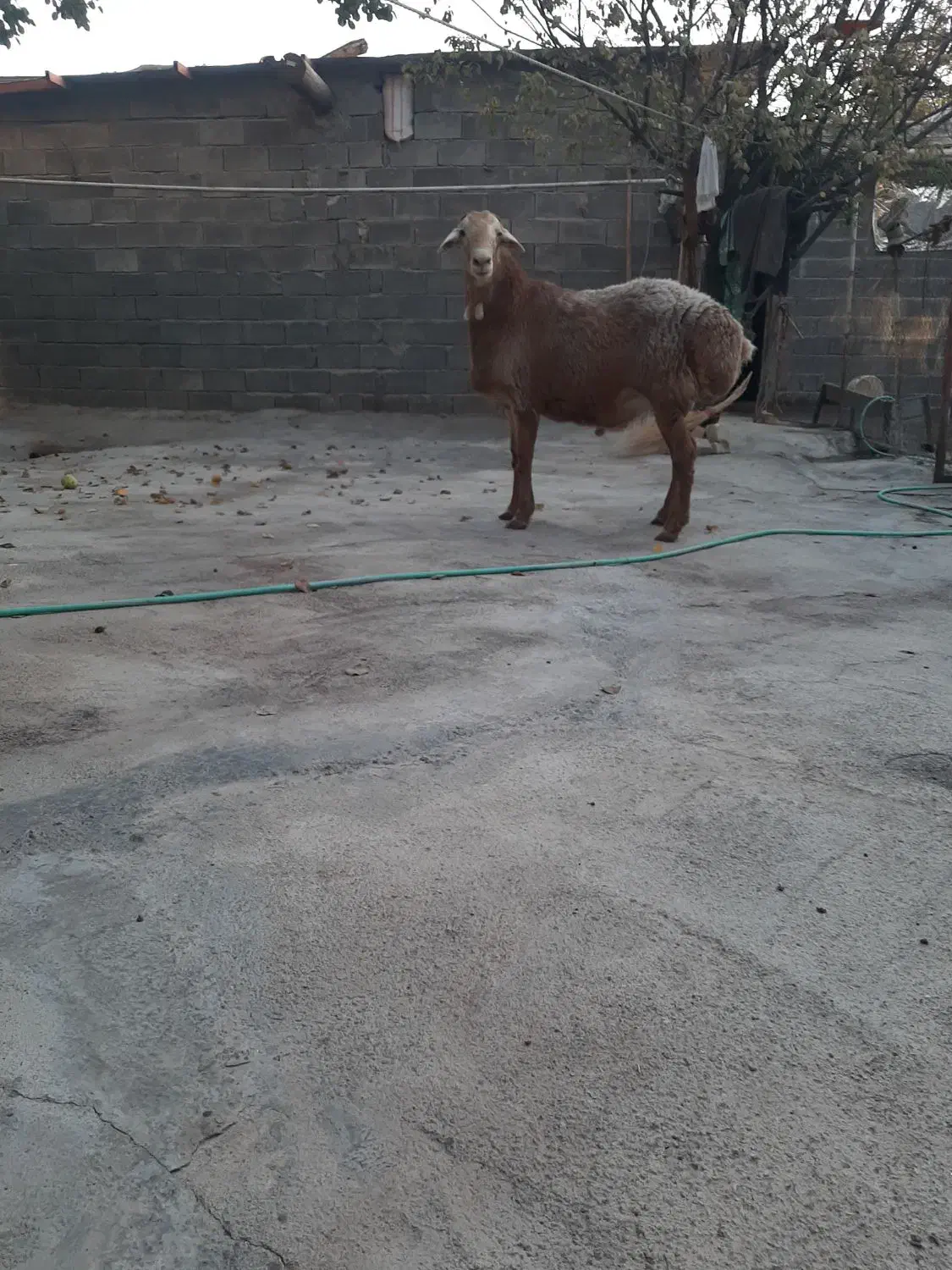 گوسفندقوچ مغان چینی|حیوانات مزرعه|دینور, |دیوار