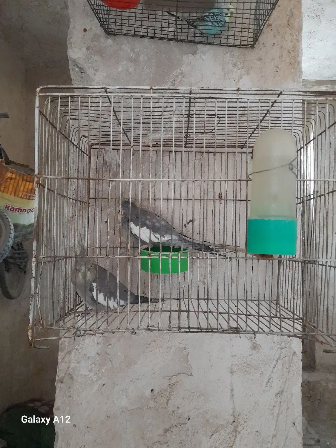 سلام ۳جفت عروس هلندی نرماده کارداده زیر قیمت|پرنده|دهدشت, |دیوار