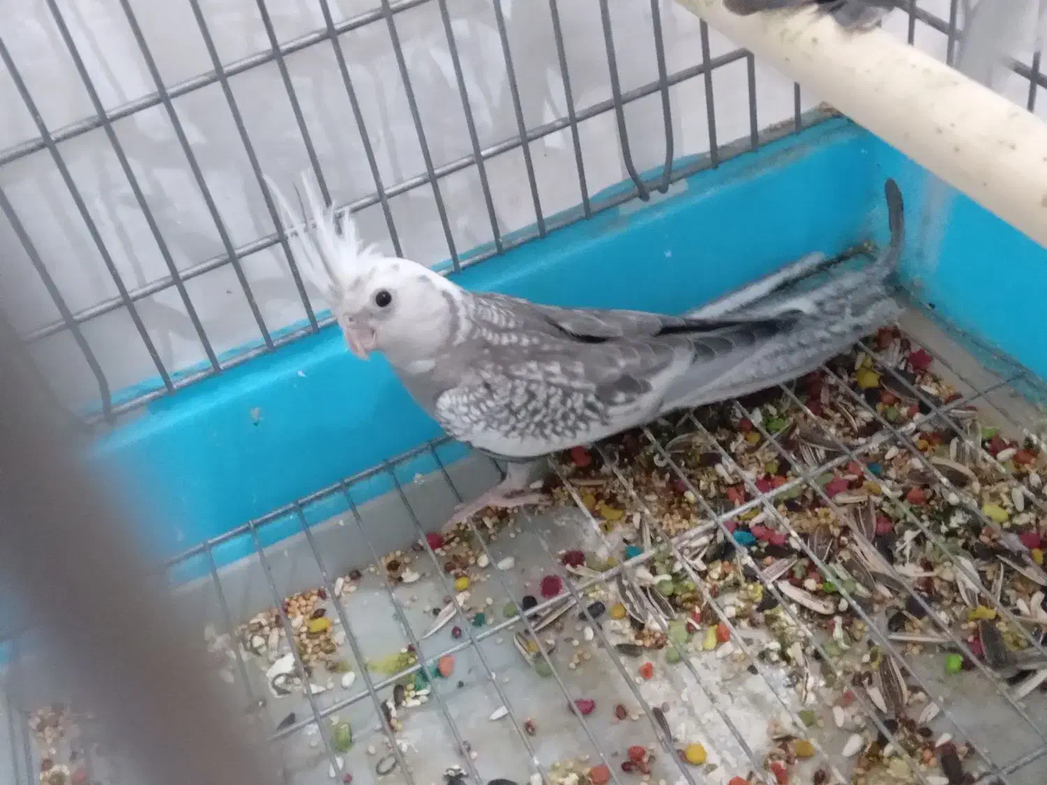 عروس هلندی|پرنده|سرپل ذهاب, |دیوار