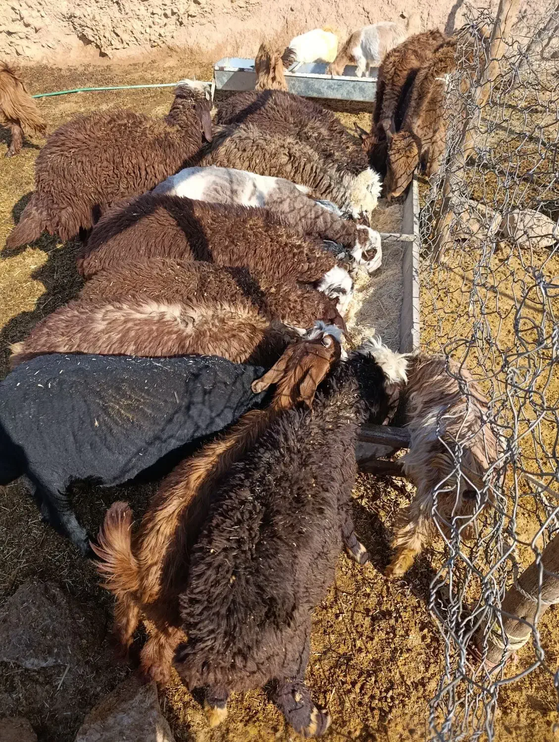 بره نر|حیوانات مزرعه|پاپی, |دیوار