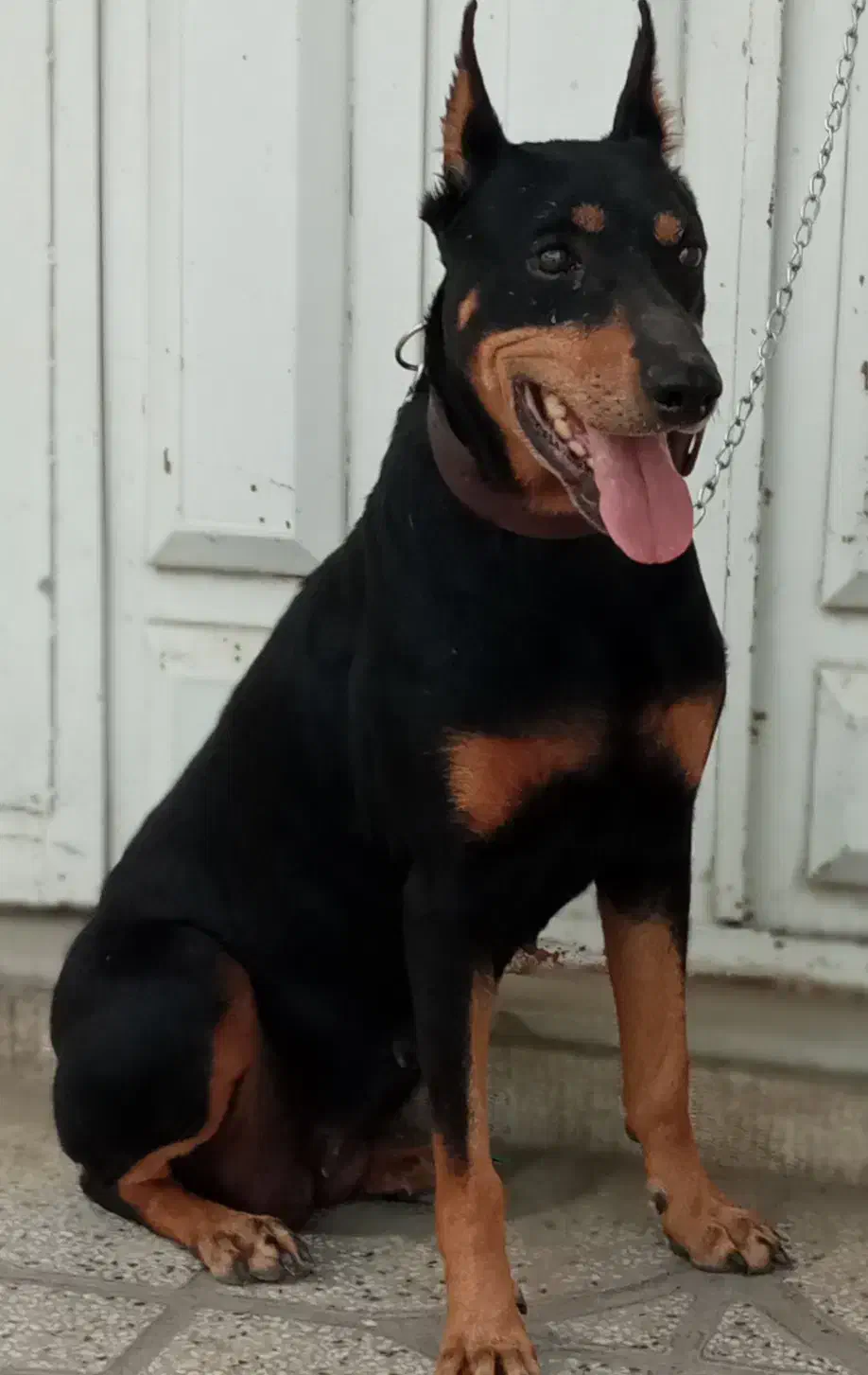 سگ دوبرمن ماده جون|سگ|شیراز, گویم|دیوار