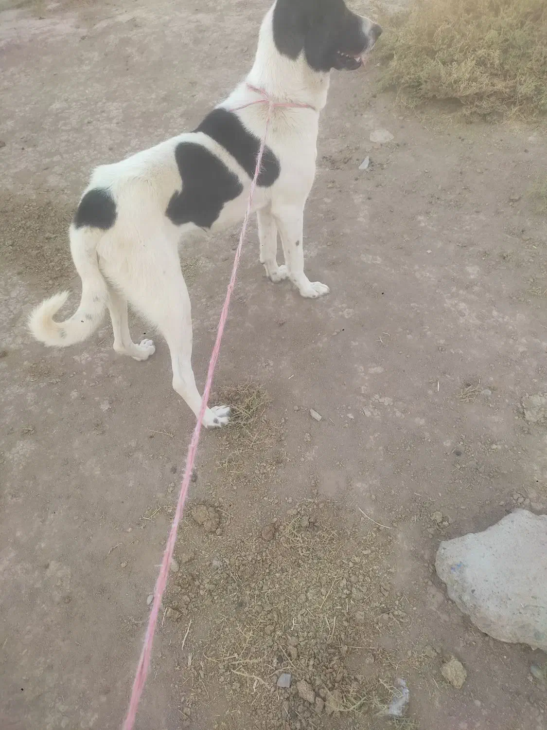 توله سگ نر|سگ|تبریز, |دیوار