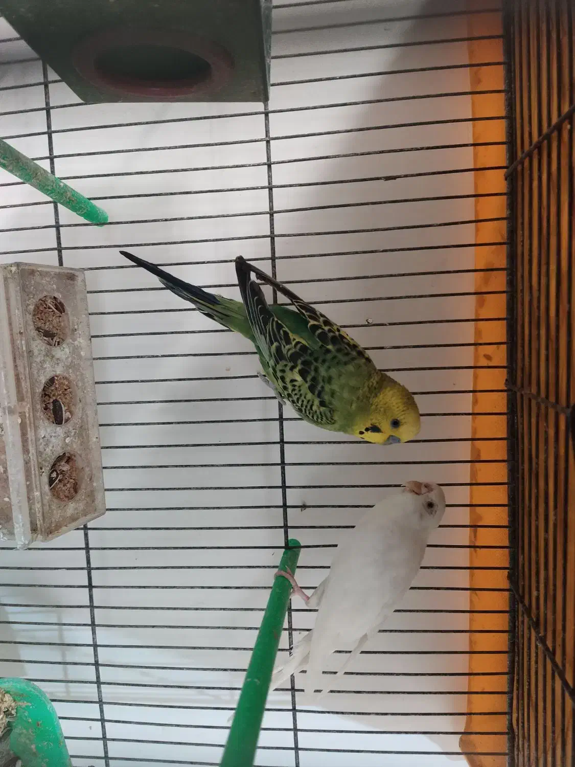 مرغ عشق|پرنده|قائن, |دیوار