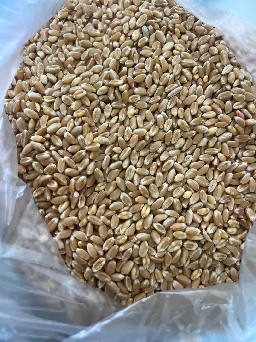 انواع ارقام گندم بذری|خدمات باغبانی و درختکاری|گنبد کاووس, |دیوار