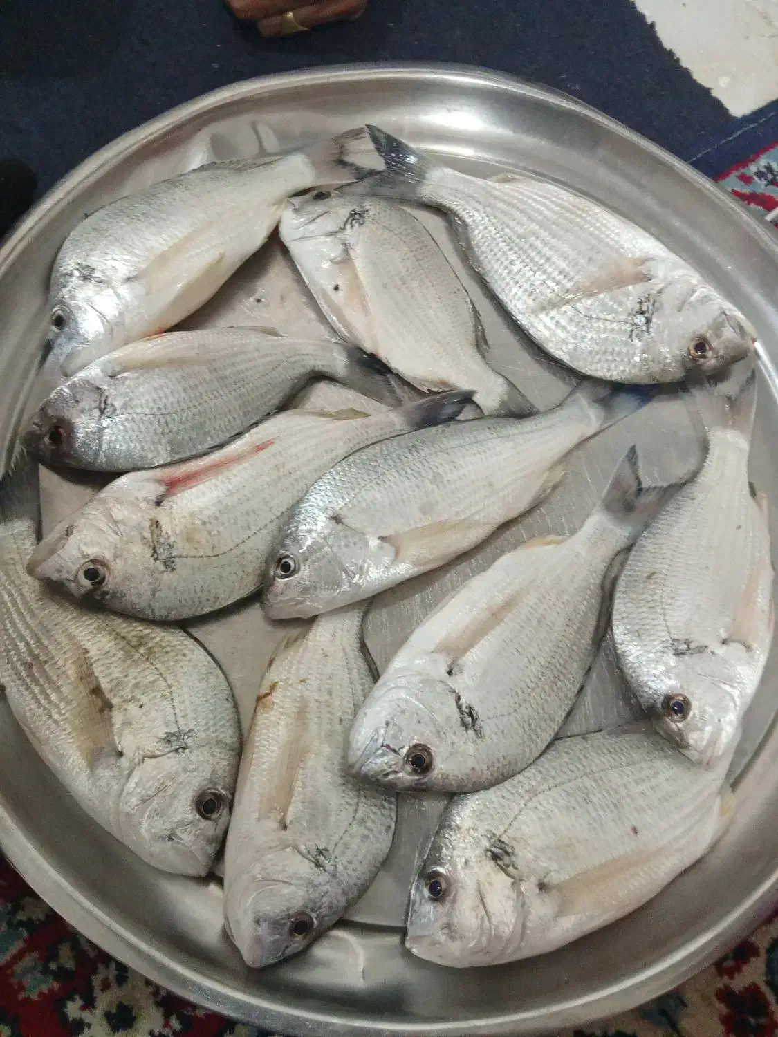 ماهی شوم|ماهی|بوشهر, |دیوار