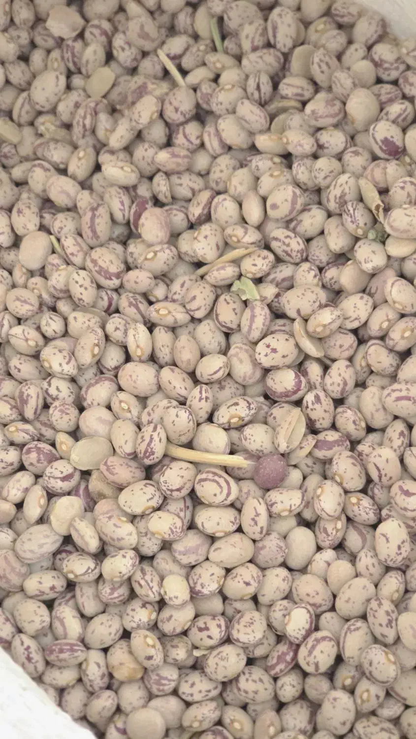 لوبیا چیتی|خوردنی و آشامیدنی|شیراز, کوشک میدان|دیوار