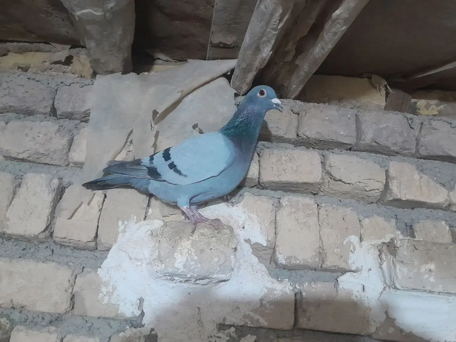 پلاکی|پرنده|بشاریات, |دیوار