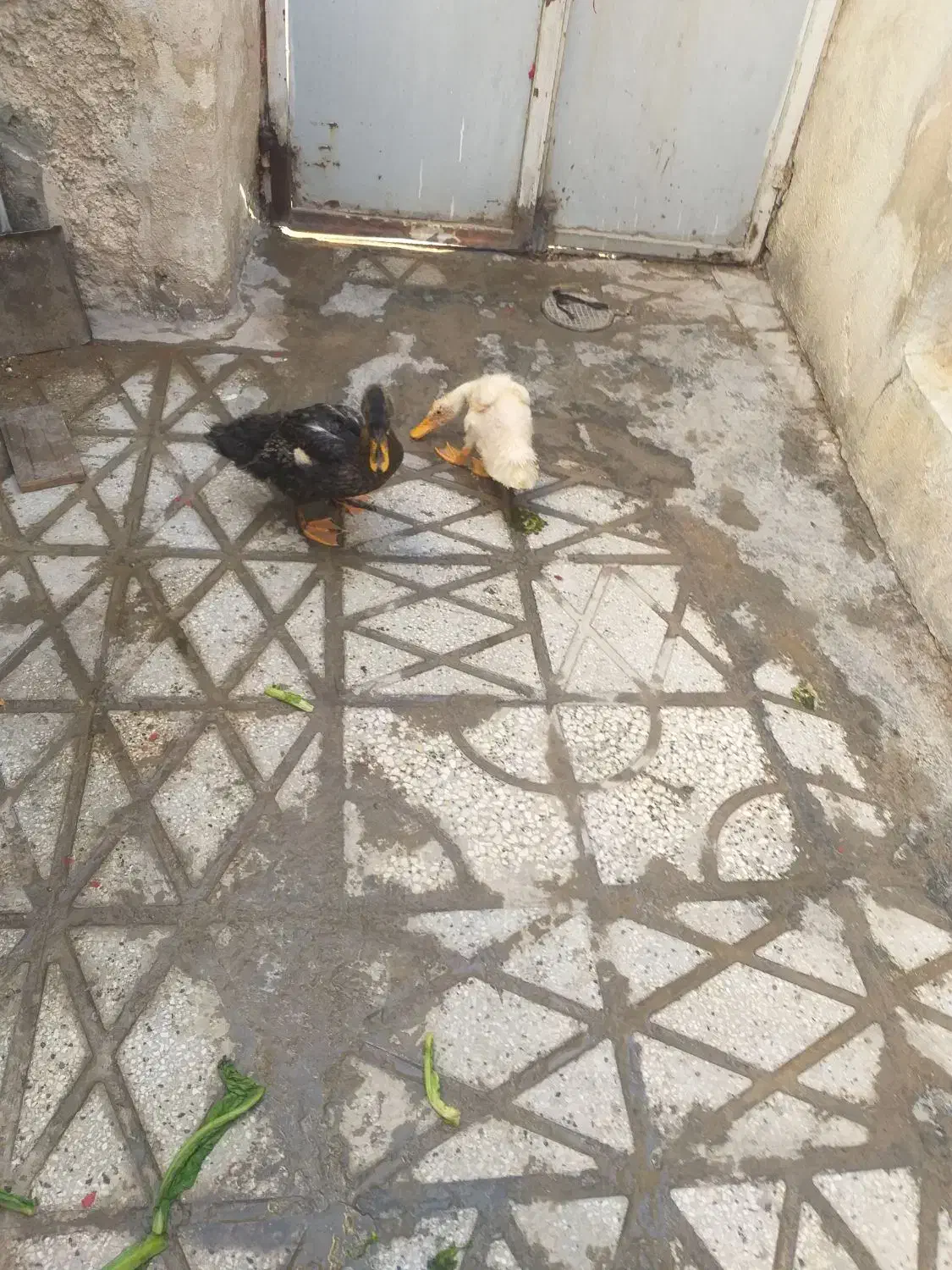 دو عدد مرغابی|حیوانات مزرعه|شیراز, نیستان|دیوار