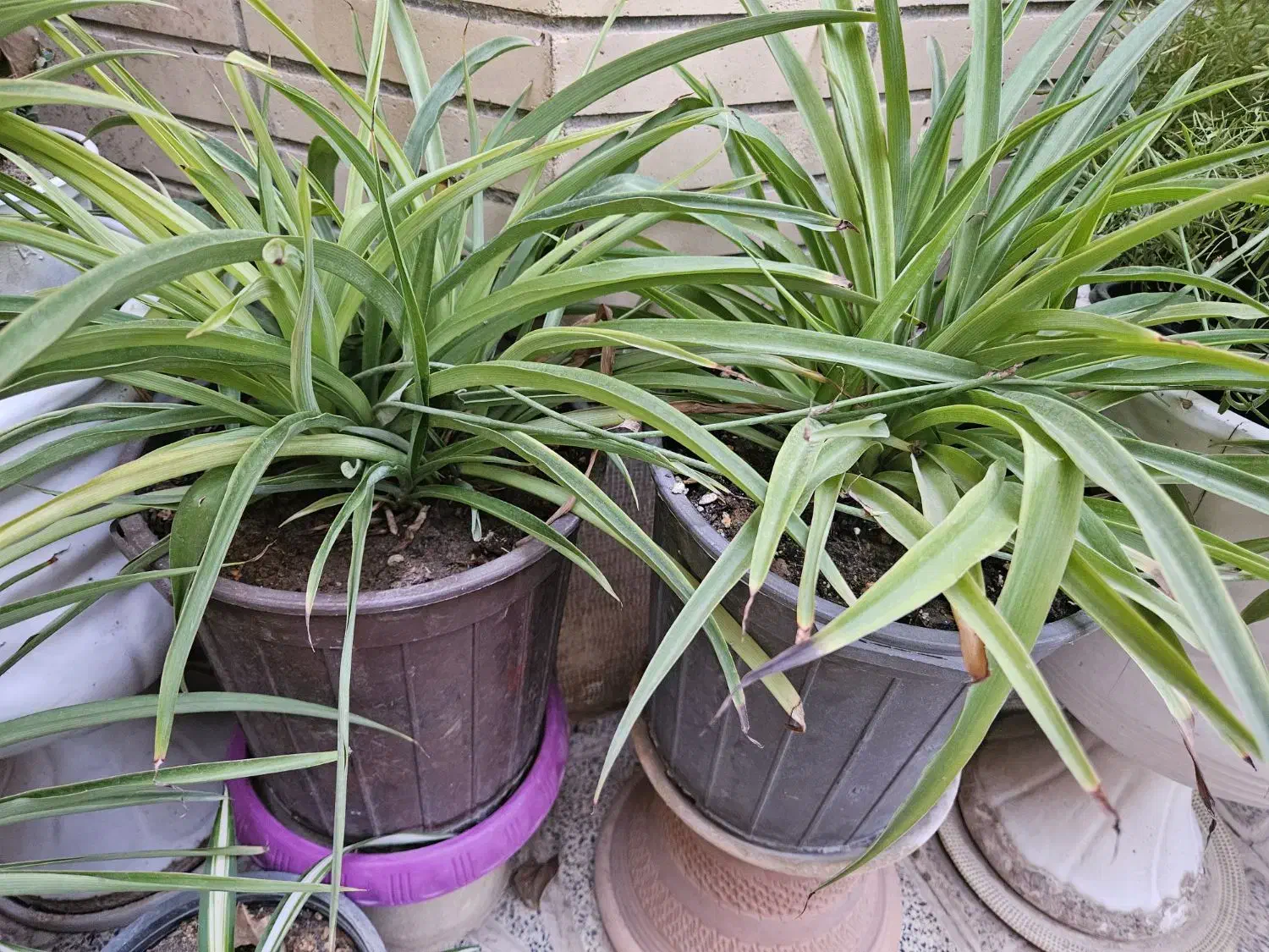 گل طبیعی|گل و گیاه طبیعی|اصفهان, سرتاوه|دیوار