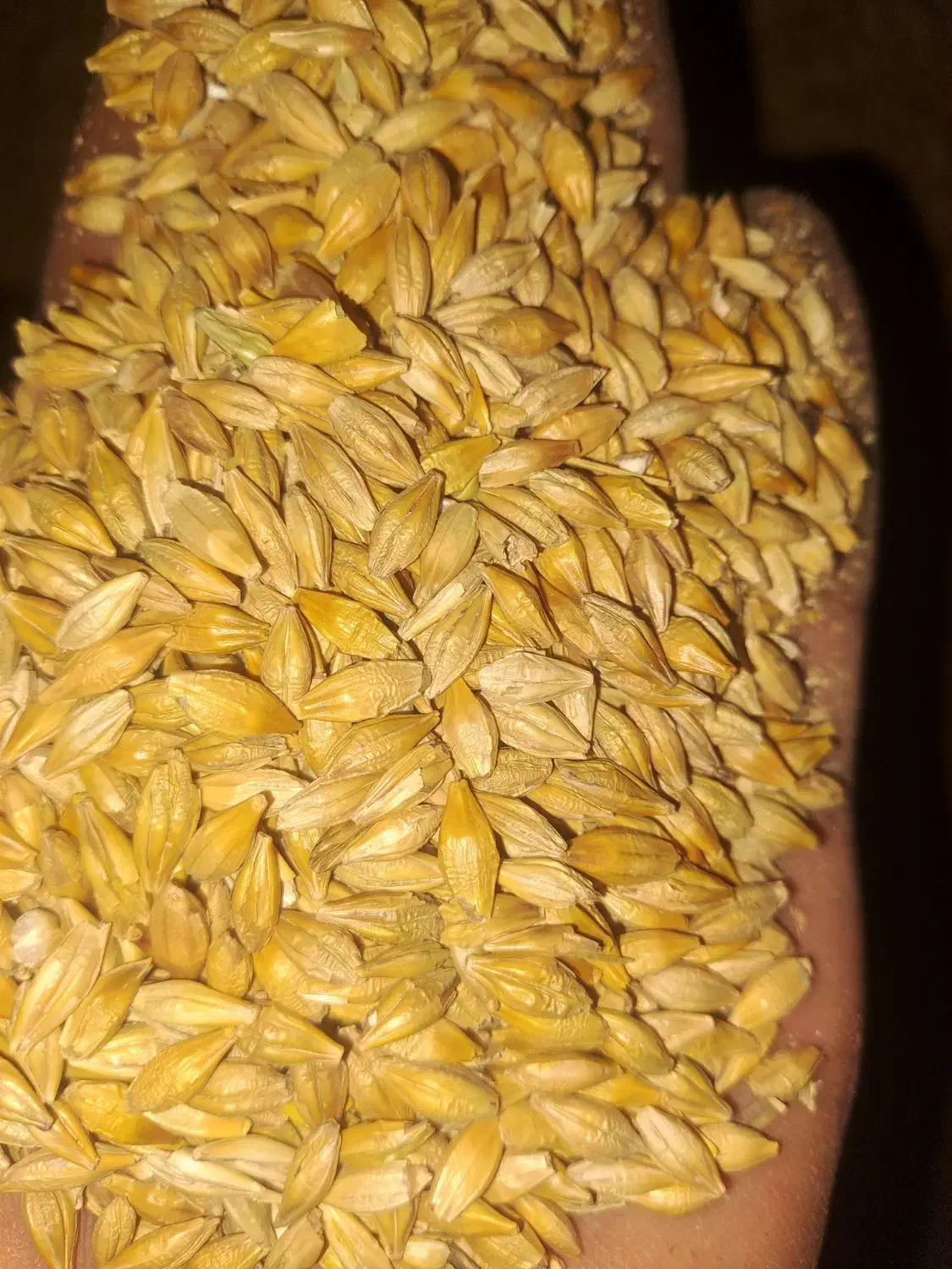 جوی درجه ۱|حیوانات مزرعه|سمنان, |دیوار