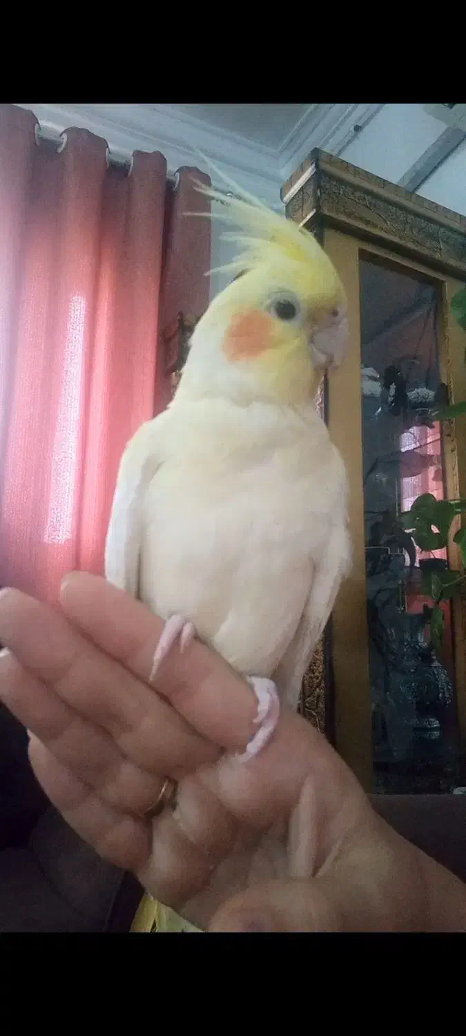 گمشده،یابنده مژدگانی خوب دریافت خواهد کرد|پرنده|رشت, پل تالشان|دیوار