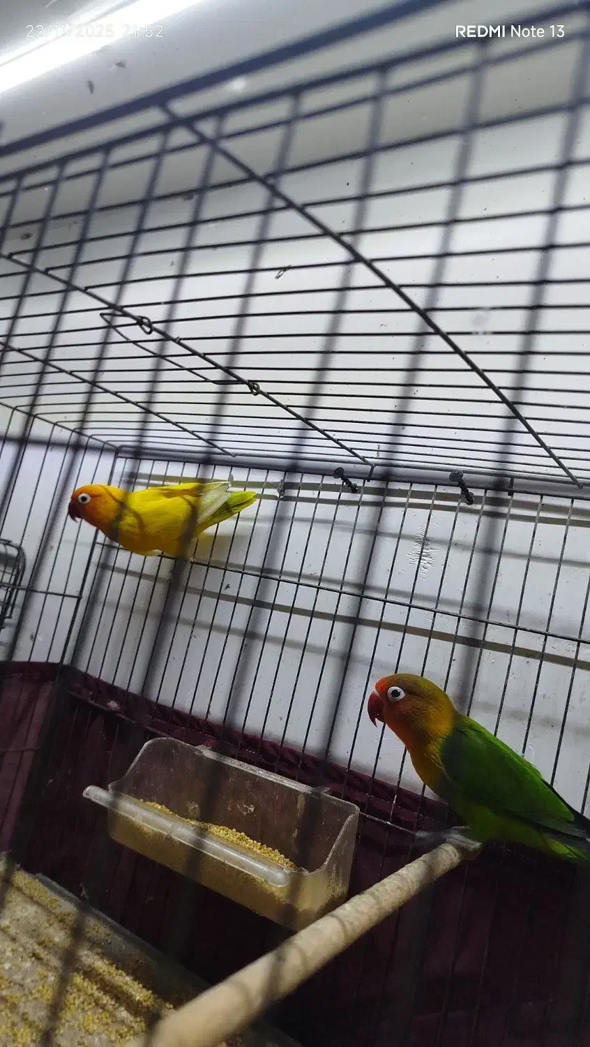 طوطی برزیلی مولد|پرنده|اردبیل, |دیوار