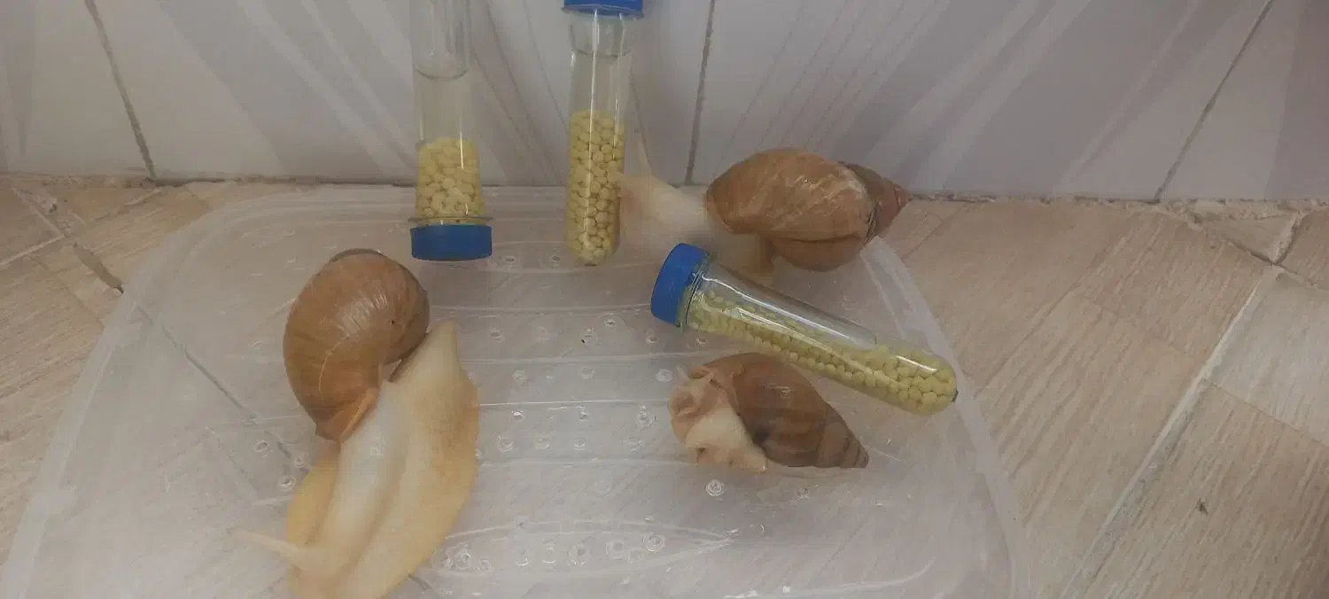 خاویارحلزون|خزنده|هشتگرد, شهرک بعثت|دیوار