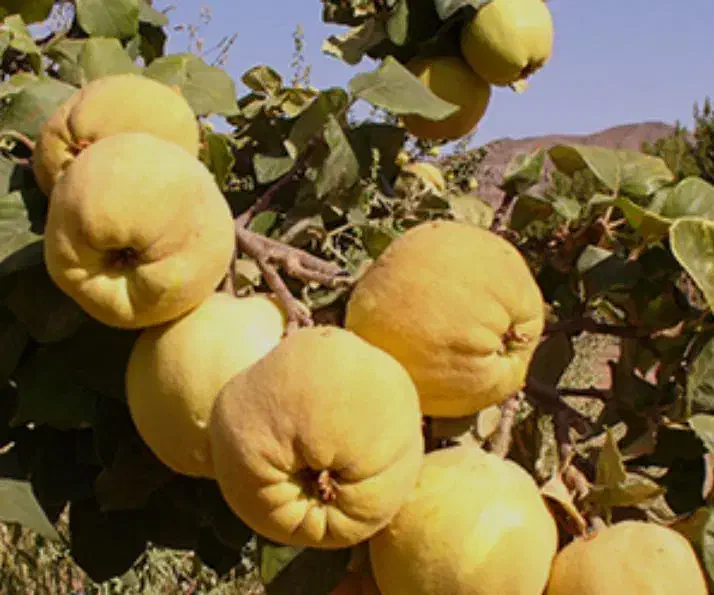 نهال به ترش|خدمات باغبانی و درختکاری|میمه, |دیوار