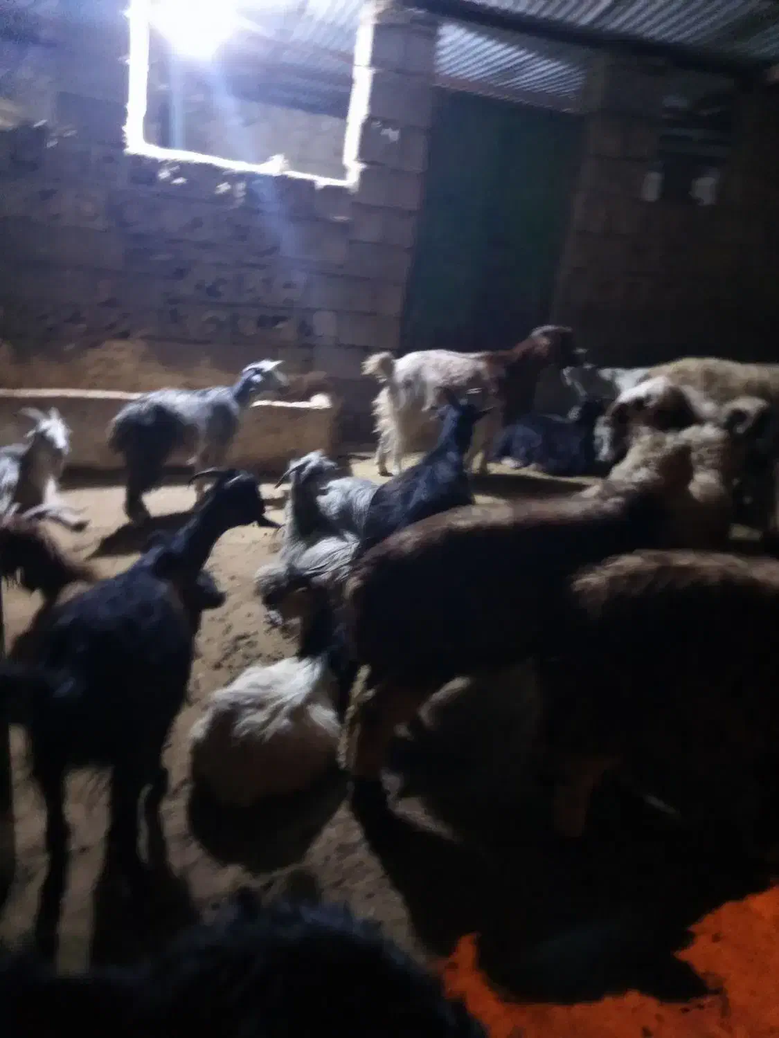 1راسبره1راسبز|حیوانات مزرعه|دهدشت, |دیوار