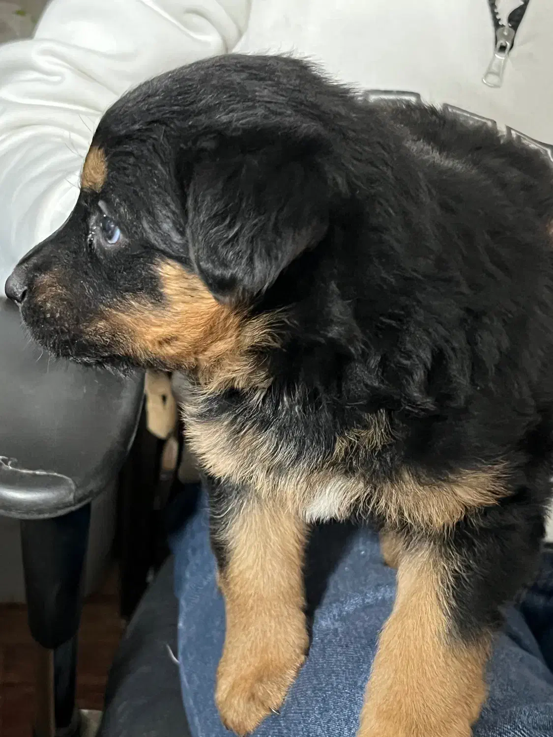 سگ .|سگ|کرج, فاز ۱ مهرشهر|دیوار