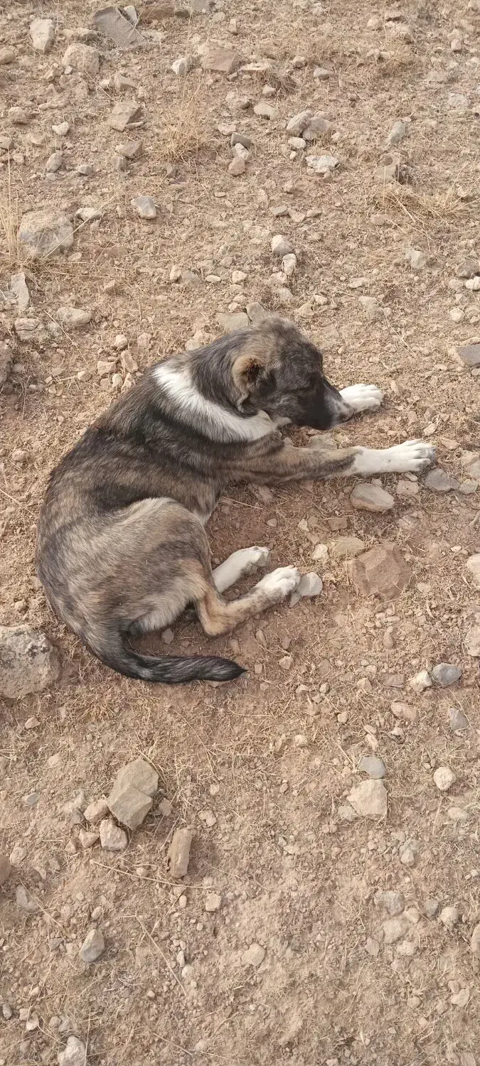 سگ افغان|سگ|اسفراین, |دیوار