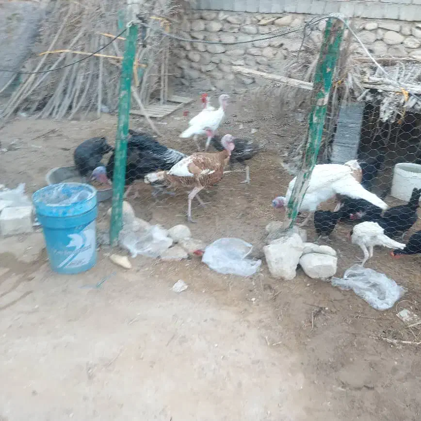 بوقلمون یکساله و پنج ماهه|حیوانات مزرعه|اهرم, |دیوار