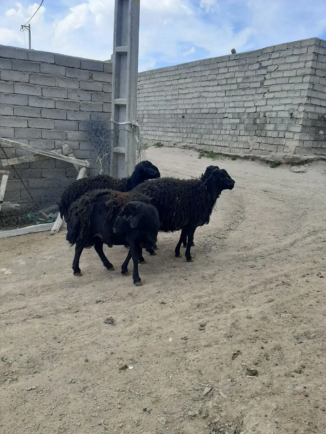 هفت عدد قوچ شیش دونگ به فروش میرسد|حیوانات مزرعه|چاراویماق, |دیوار