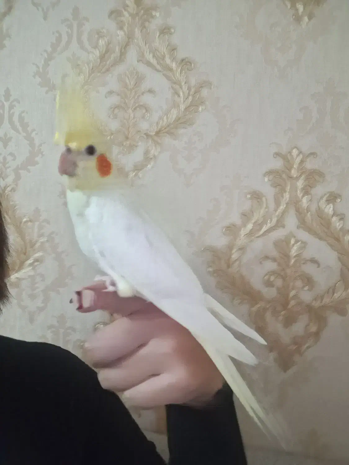 جوجه عروس هلندی|پرنده|اسلامشهر, شهرک مهدیه|دیوار