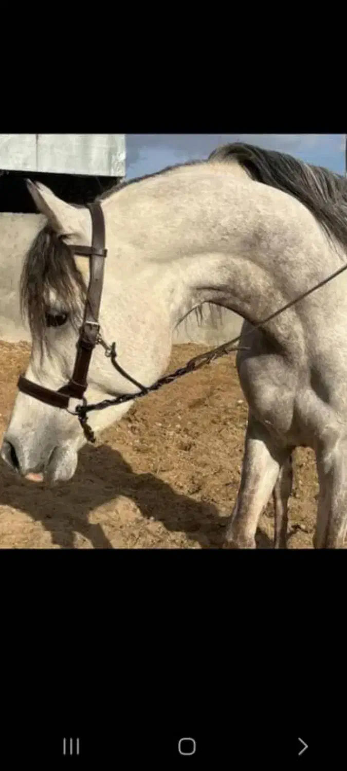 نریان عرب|اسب و تجهیزات اسبسواری|کرمان, |دیوار