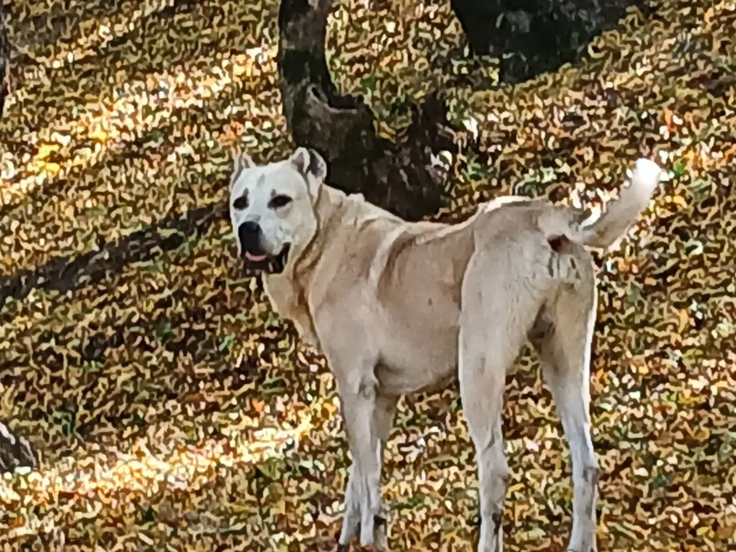 سگ سرابی سیزده ماهه نسل دار جسور|سگ|کلیبر, |دیوار