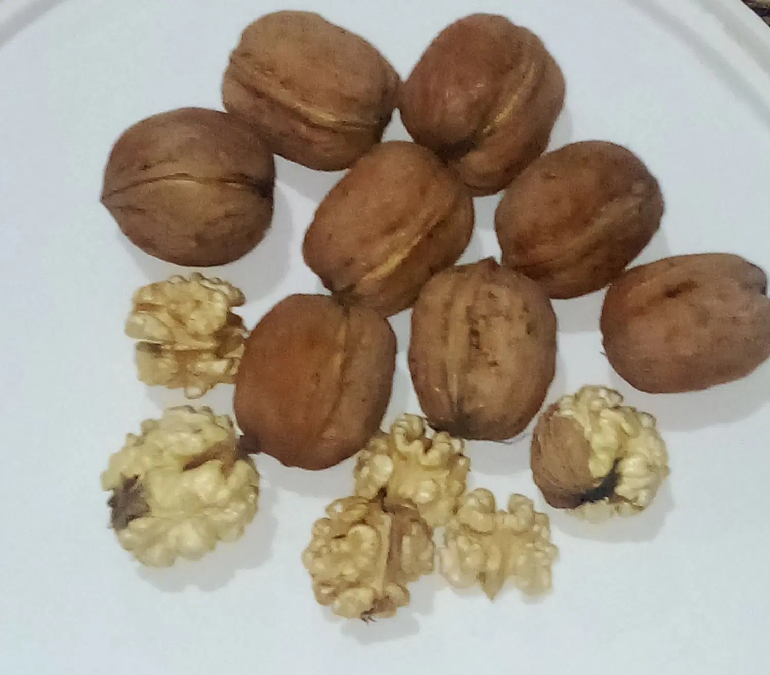 گردو|خوردنی و آشامیدنی|بستان آباد, |دیوار