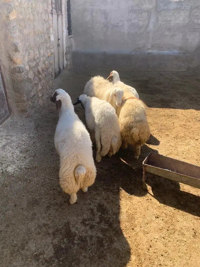 بره نر|حیوانات مزرعه|خرمآباد, |دیوار