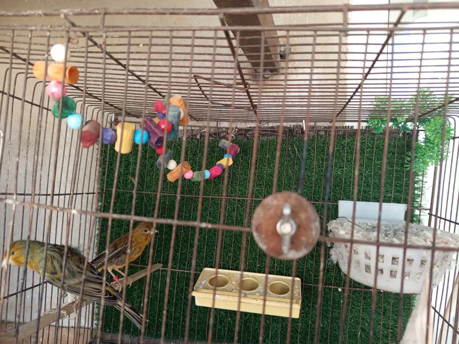 قناری مولد سبز|پرنده|محمدیه-قزوین, |دیوار