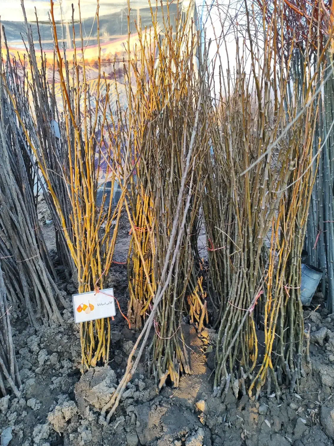 نهالستان وصال|فعالیت داوطلبانه|میاندوآب, |دیوار