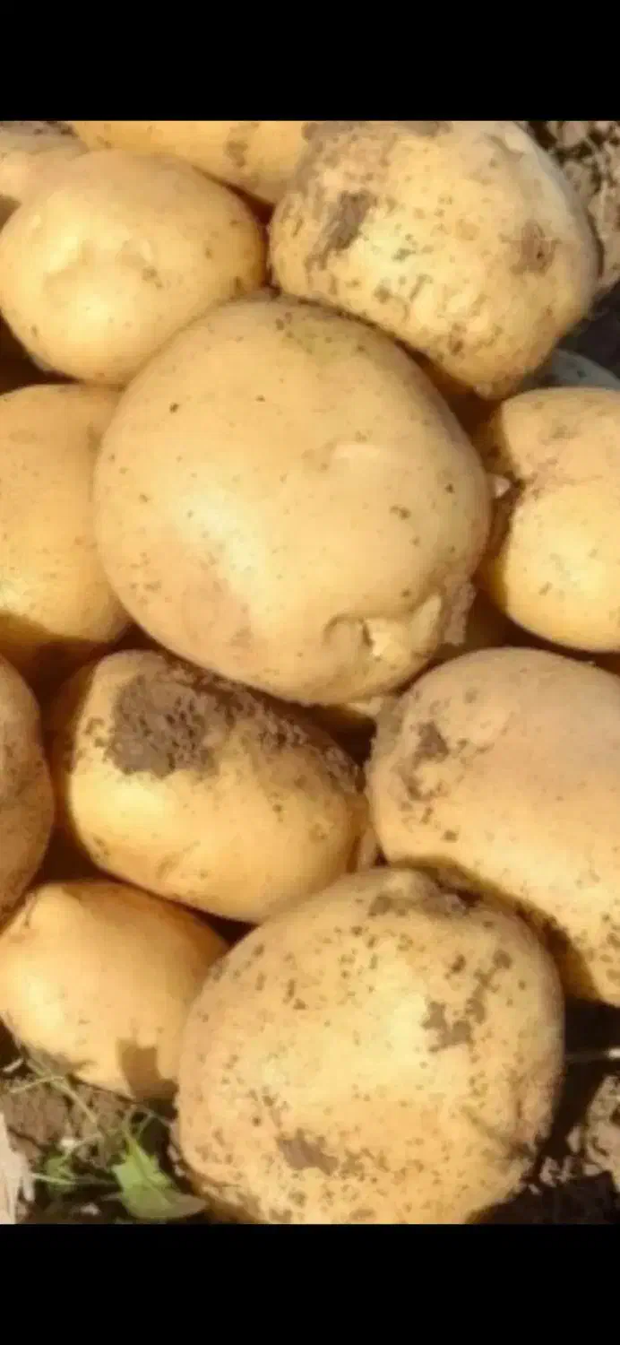 سیب زمینی بذری|فعالیت داوطلبانه|منوجان, |دیوار