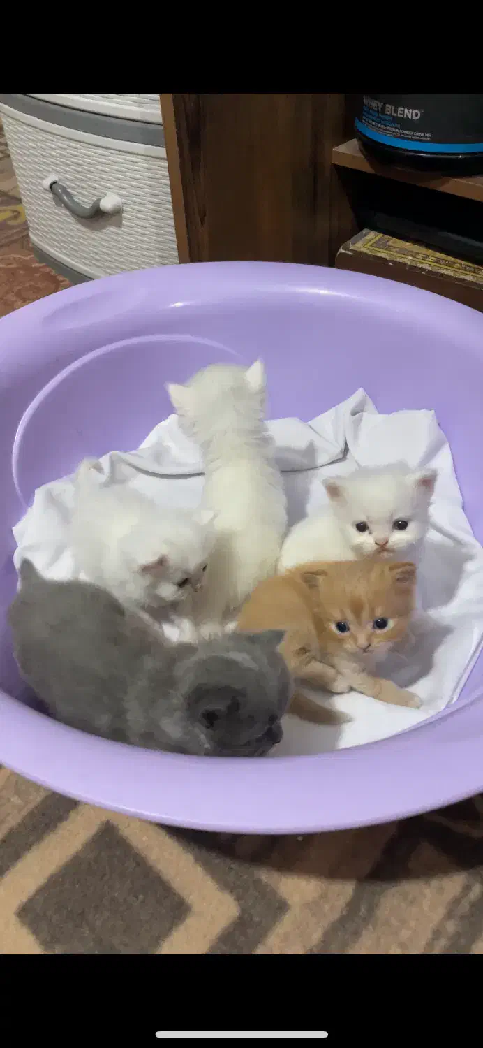 بچه گربه پرشین دال فیس|گربه|محمدشهر, شهرک پیام (مهرالبرز)|دیوار